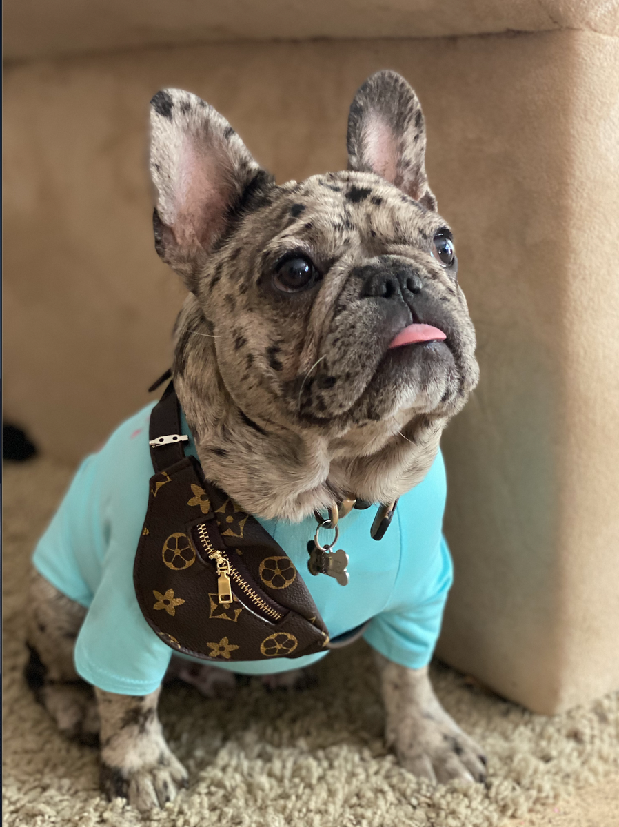 Shop Hawt Dogs - High Quality Pet Clothing, Accessories, Toys & More –  HawtDogs