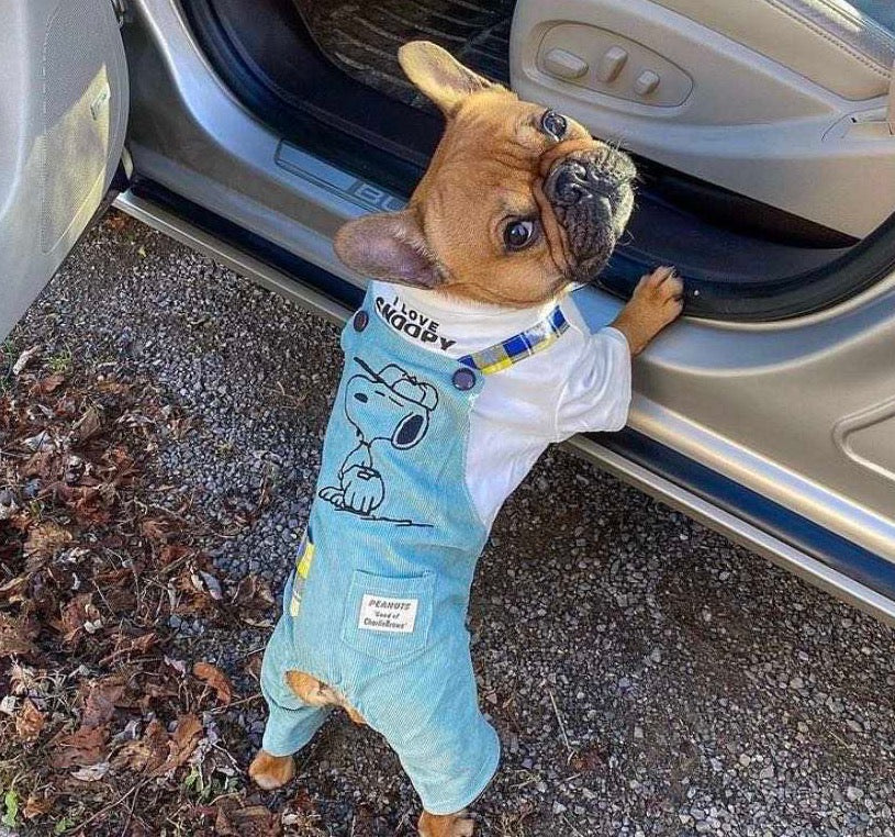 Amazon.com : SILD Pet Denim Jumpsuit Dog Jeans Hoodies Cool Blue Coat  Medium Small Dogs Classic Jacket Puppy Blue Vintage Washed Vests (L, Red 1)  : Pet Supplies